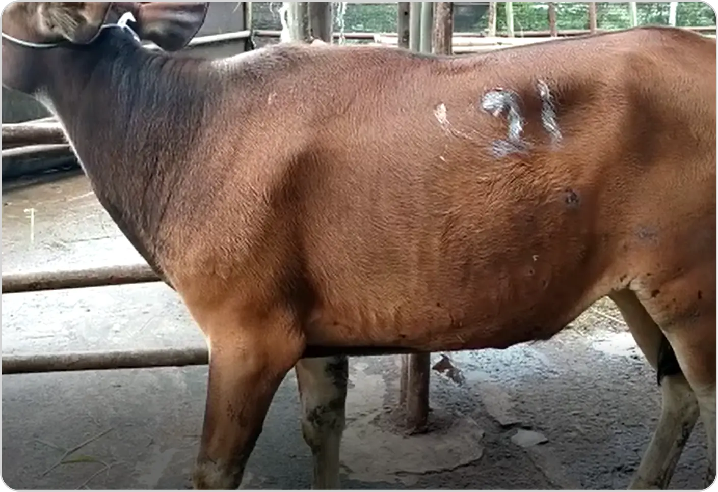 foto sapi
